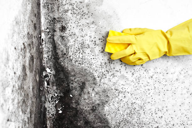 Best Toxic Mold Removal  in Lafayette, TN