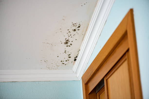 Best Commercial Mold Removal  in Lafayette, TN