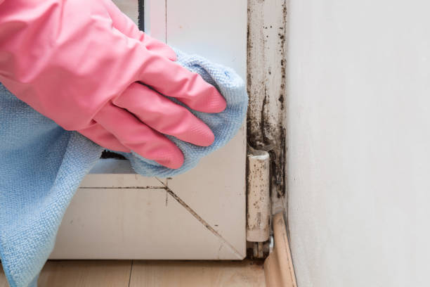Mold Testing and Removal in Lafayette, TN