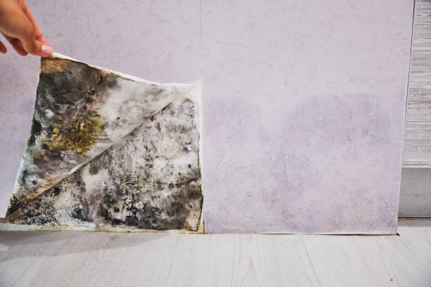 Best Home Mold Removal  in Lafayette, TN